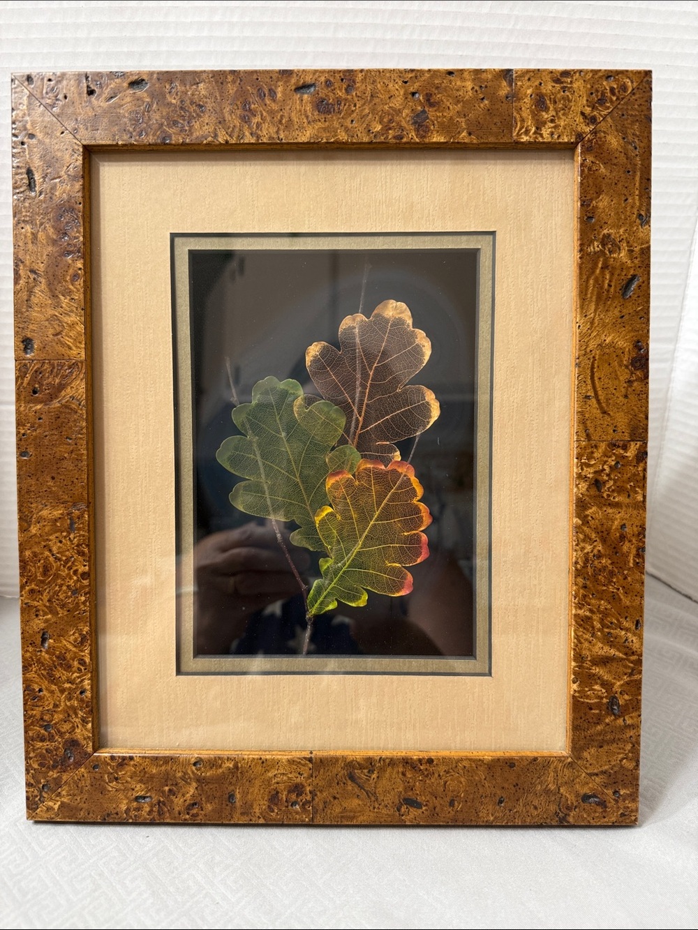 Leaf Lines Shadow Box Framed  Botanical White Oak Leaves by Booker Morey Vtg